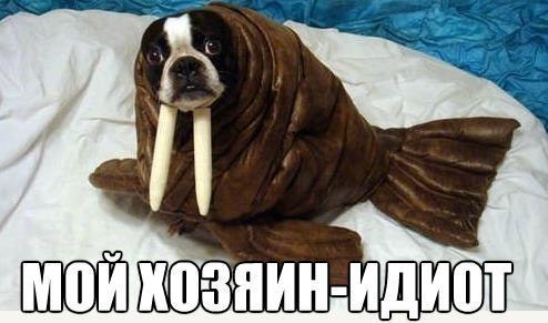 Забавные картинки