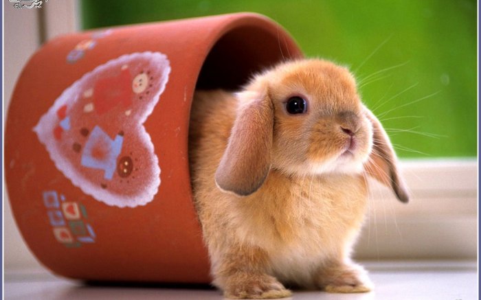 Обои на рабочий стол / HD Computer Mix Wallpaper 7