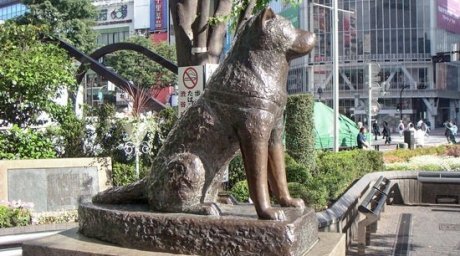 Японцы заявляют, что преданный пёс Хатико ждал 9 лет не хозяина, а шашлыки