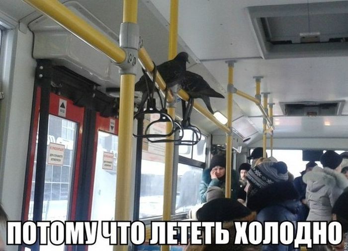 Забавные картинки