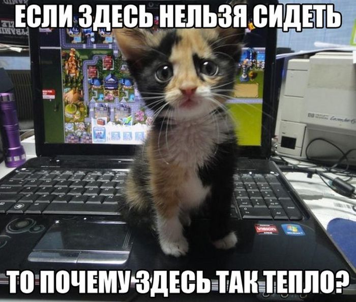 Забавные картинки