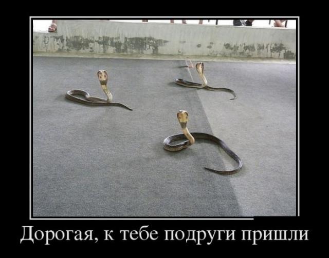 Демотиваторы (30 фото)
