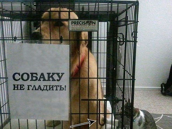 Забавные картинки