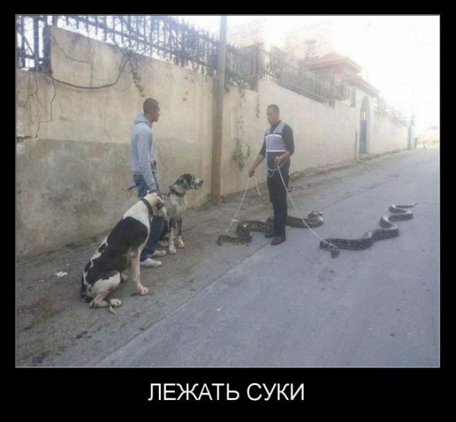 Демотиваторы (30 фото)