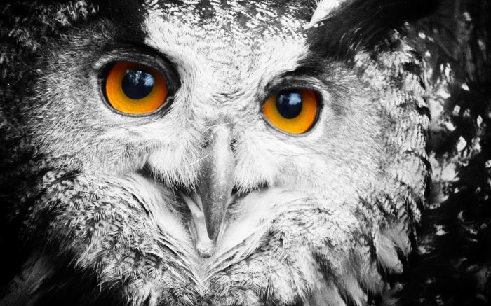 Обои на рабочий стол /Computer Desktop Wallpapers Collection 856