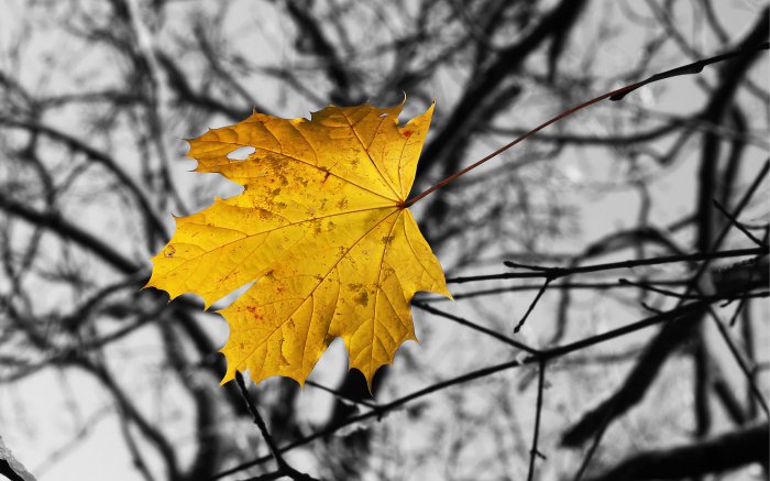 Обои на рабочий стол /Computer Desktop Wallpapers Collection 856