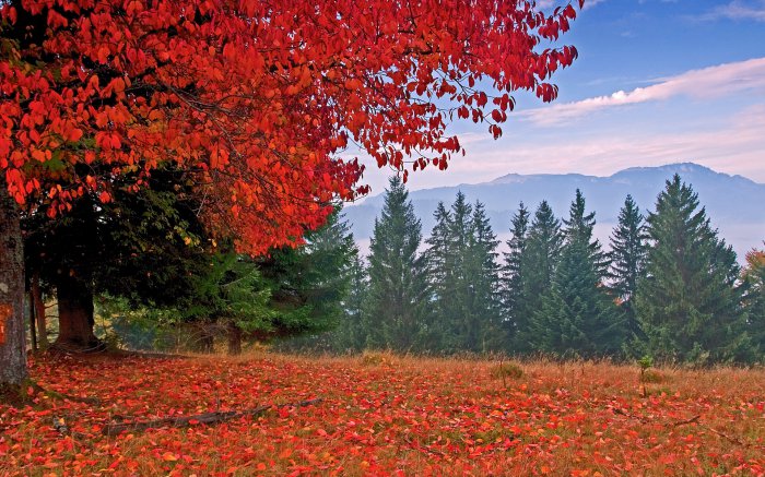 Обои на рабочий стол /Computer Desktop Wallpapers Collection 856