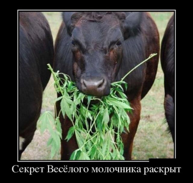 Демотиваторы (30 фото)