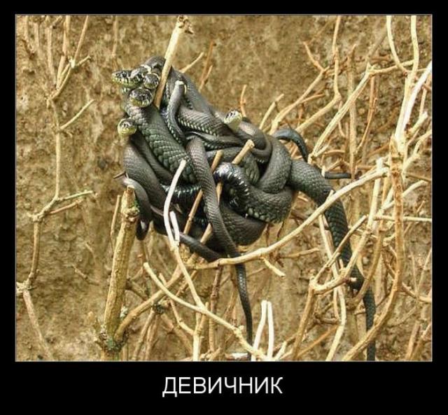Демотиваторы (30 фото)