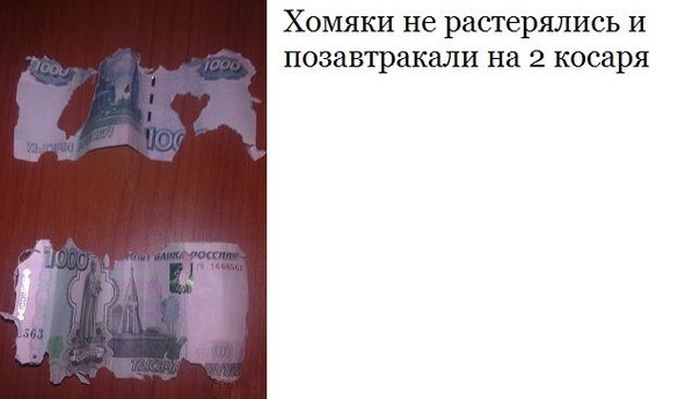 Забавные картинки