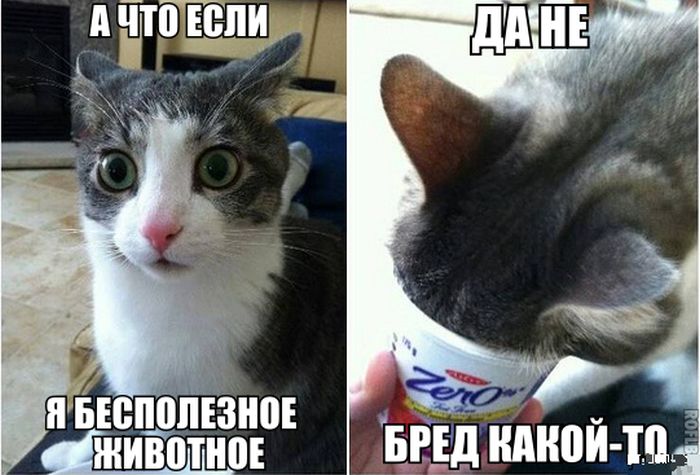 Забавные картинки