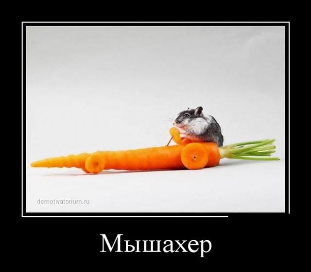 Демотиваторы (30 фото)