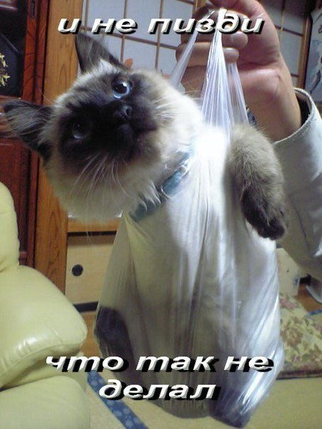 Прикольные картинки