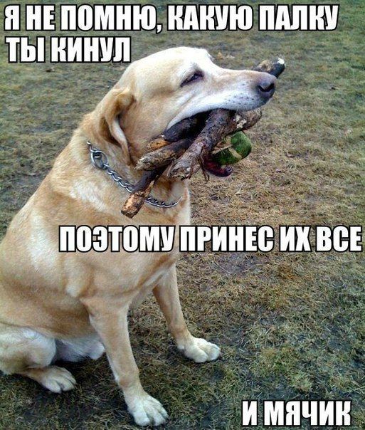 Забавные картинки