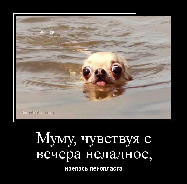 Демотиваторы (30 фото)