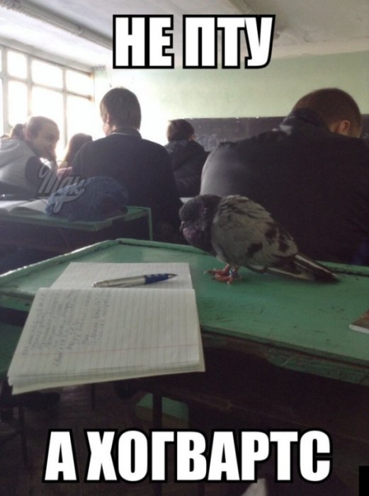 Забавные картинки