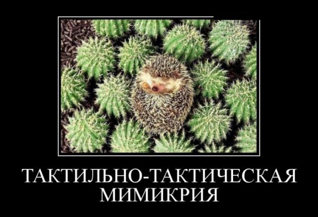Демотиваторы (30 фото)
