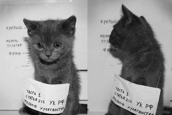 Забавные картинки