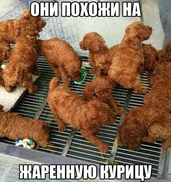 Забавные картинки