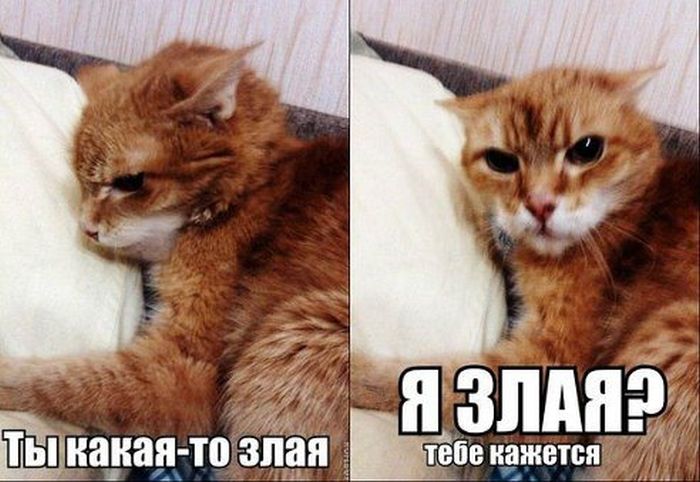Забавные картинки