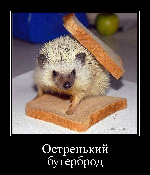 Демотиваторы (30 фото)