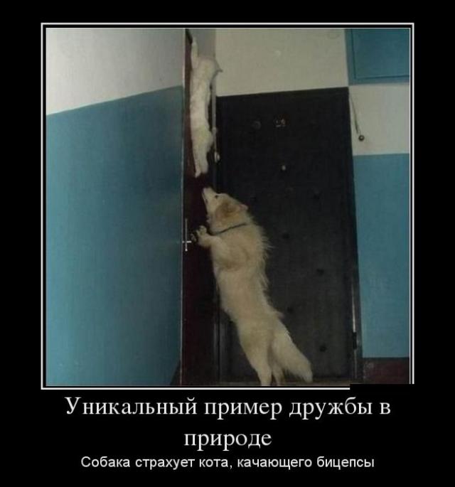 Демотиваторы (30 фото)