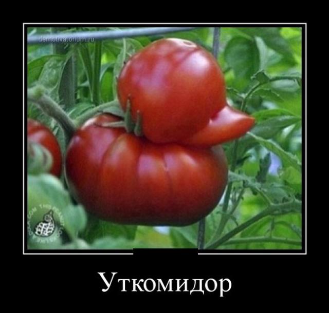 Демотиваторы (30 фото)
