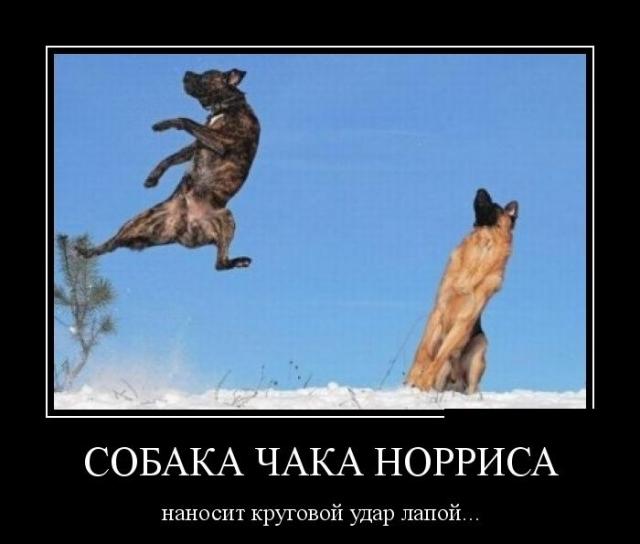 Демотиваторы (30 фото)