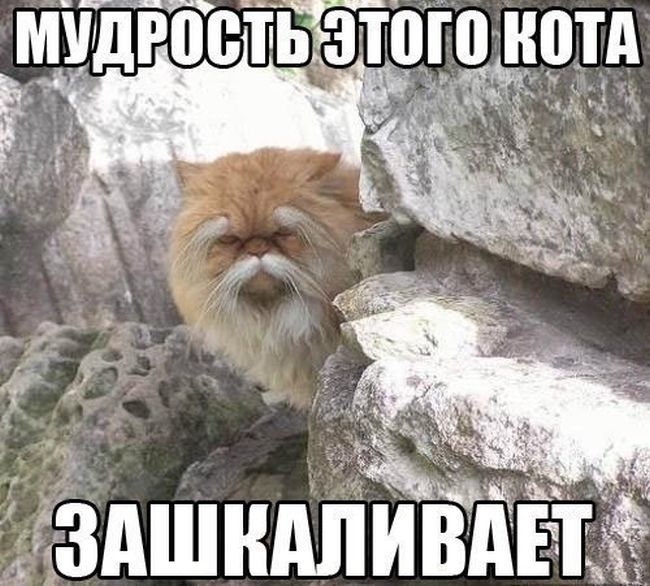 Забавные картинки