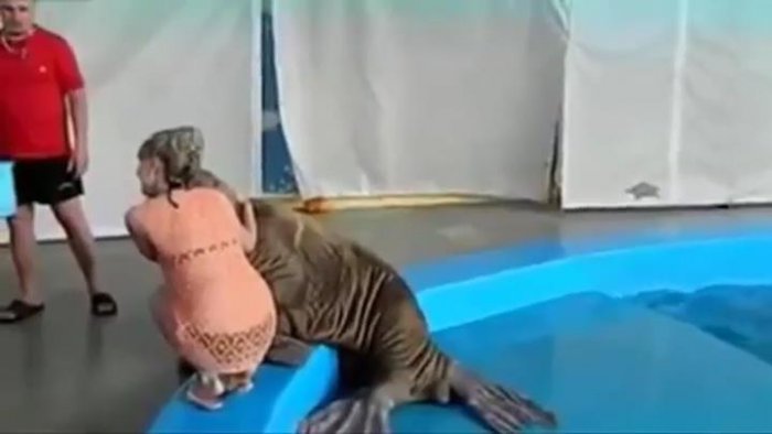 Похотливый морж