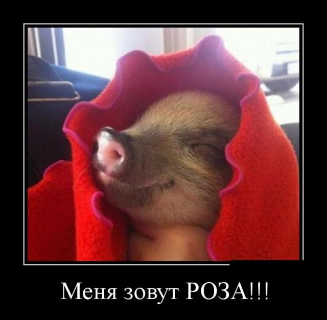 Демотиваторы (28 фото)