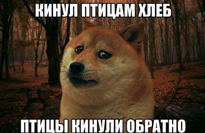 Прикольные картинки (53 фото)