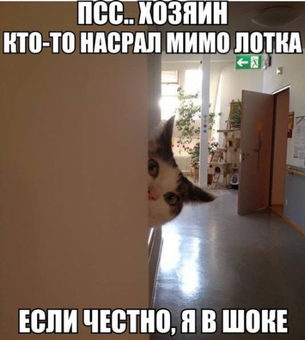 Забавные картинки