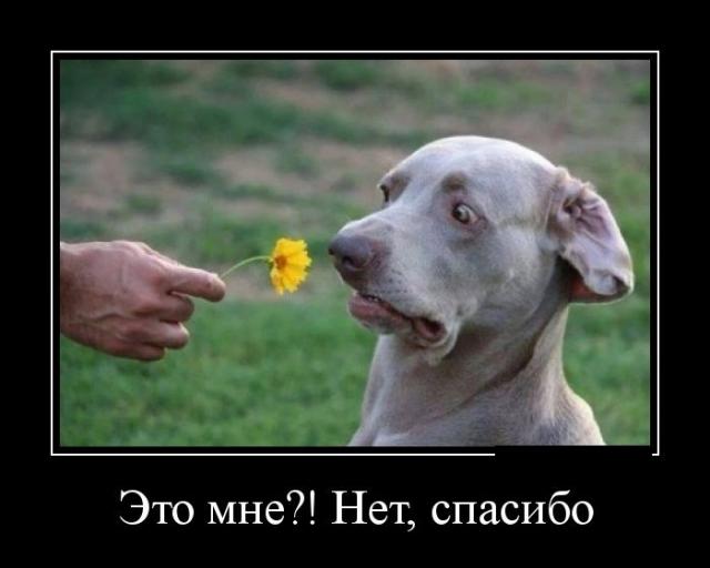 Демотиваторы (30 фото)
