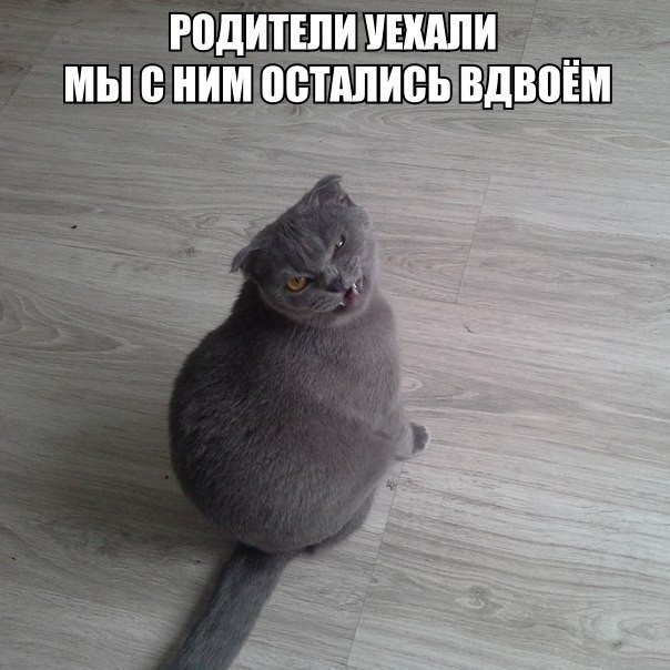 Немного юмора (60 фото)