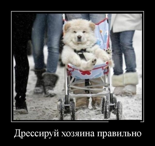 Демотиваторы (30 фото)