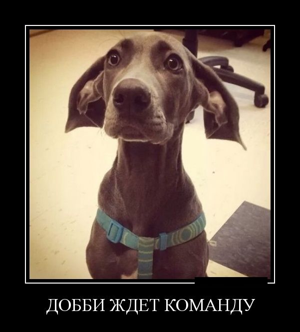 Демотиваторы (30 фото)