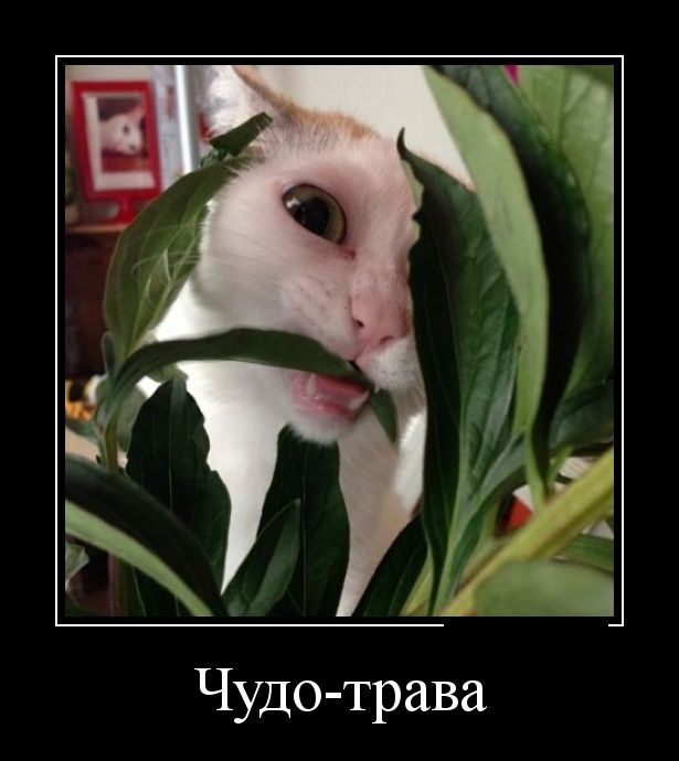 Демотиваторы (30 фото)