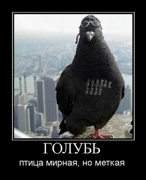 Демотиваторы (30 фото)