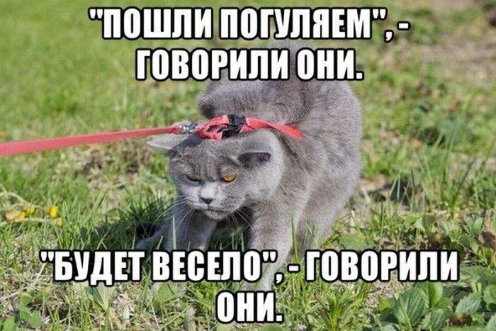 Прикольные картинки (101 фото)