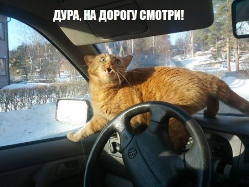 Приколы из соц сетей