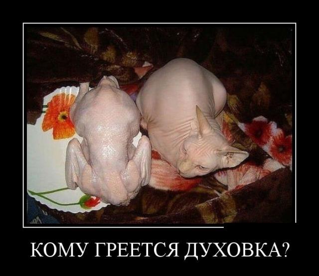 Демотиваторы (30 фото)