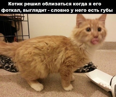 Тематическая подборка (42 фото)