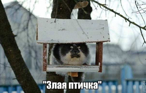 Тематическая подборка (42 фото)
