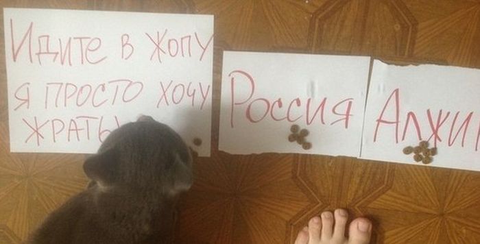 Прикольные картинки (87 фото)