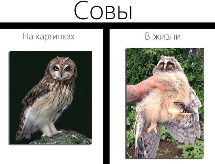 Прикольные картинки (87 фото)