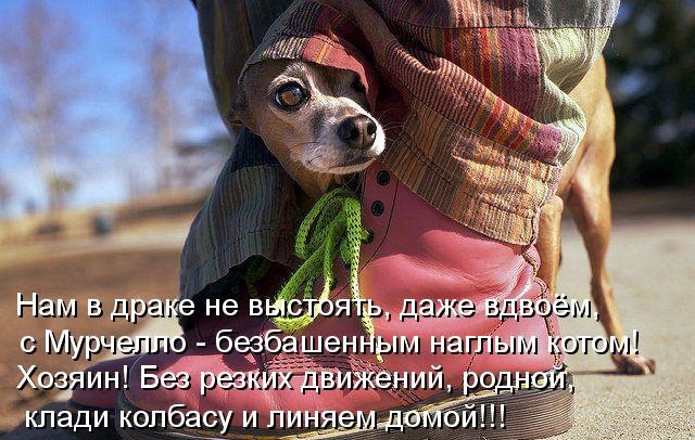 Котики и подписи (23 фото)