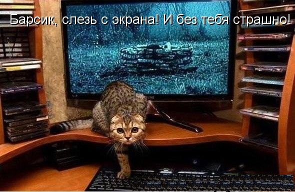 Котики и подписи (23 фото)