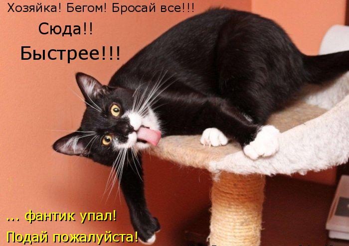Котики и подписи (23 фото)