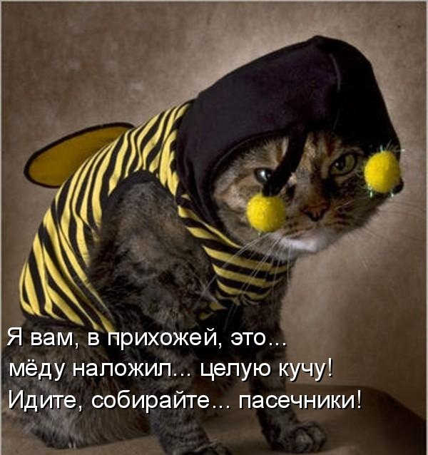 Котики и подписи (23 фото)